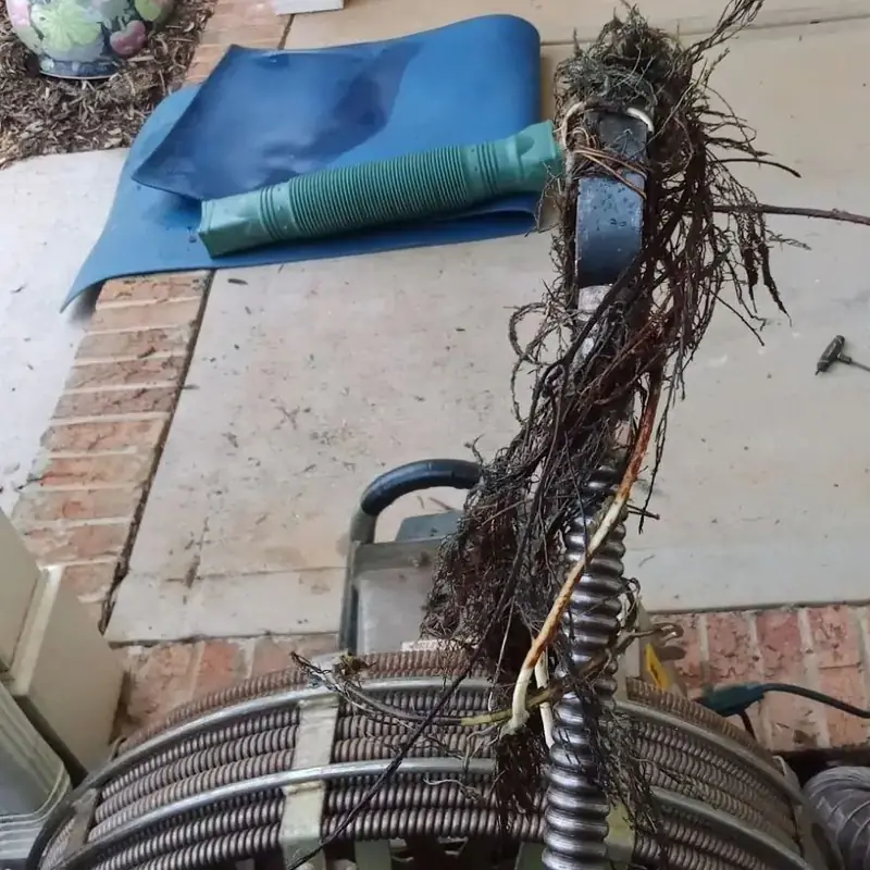 Drain-cleaning cable pulled out of a line, wrapped in tree roots